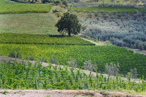 agriturismo-podere-ghiole4-600px