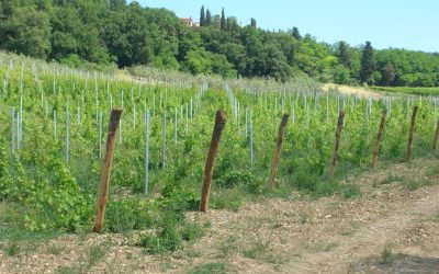 Appartamento in agriturismo vicino Firenze con piscina e vista panoramica