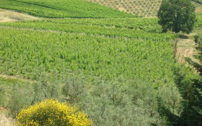 Appartamento in agriturismo vicino Firenze con piscina e vista panoramica
