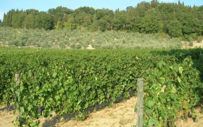 Appartamento in agriturismo vicino Firenze con piscina e vista panoramica