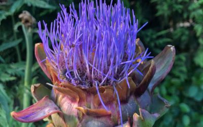 Appartamento in agriturismo vicino Firenze con piscina e vista panoramica