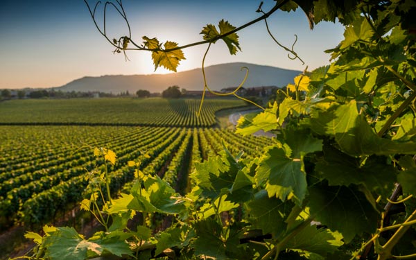 azienda agricola toscana Podere Ghiole